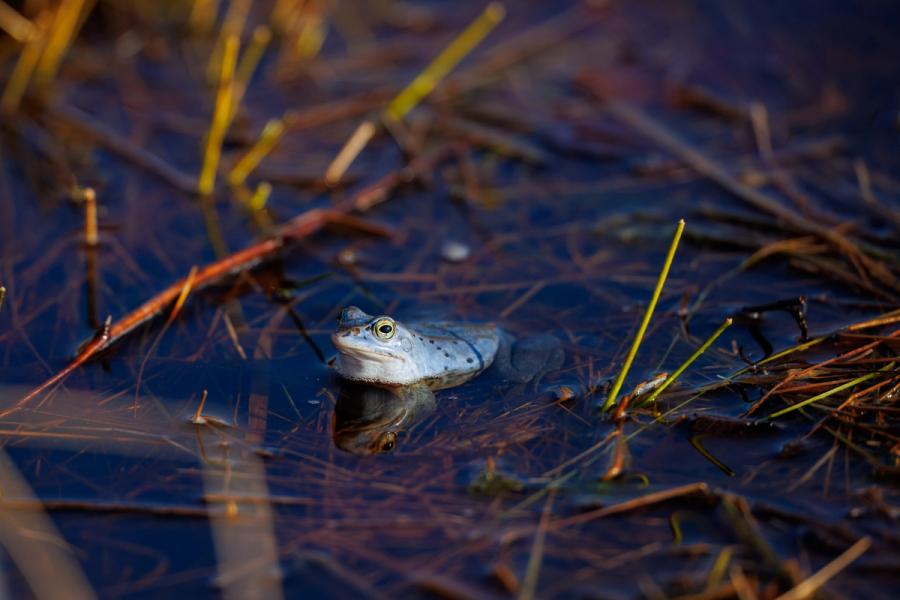 Porträt eines Moorfroschs