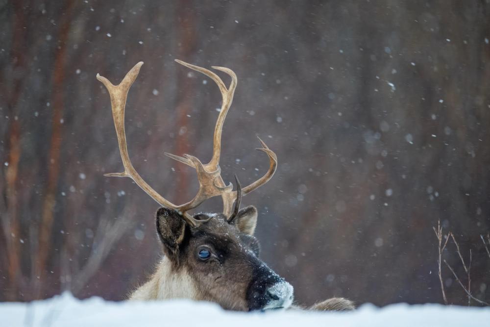 Ein Rentierbulle mit mächtigem Geweih liegt im Schnee, dichte Flocken fallen vor dem braunen Birkenwald.