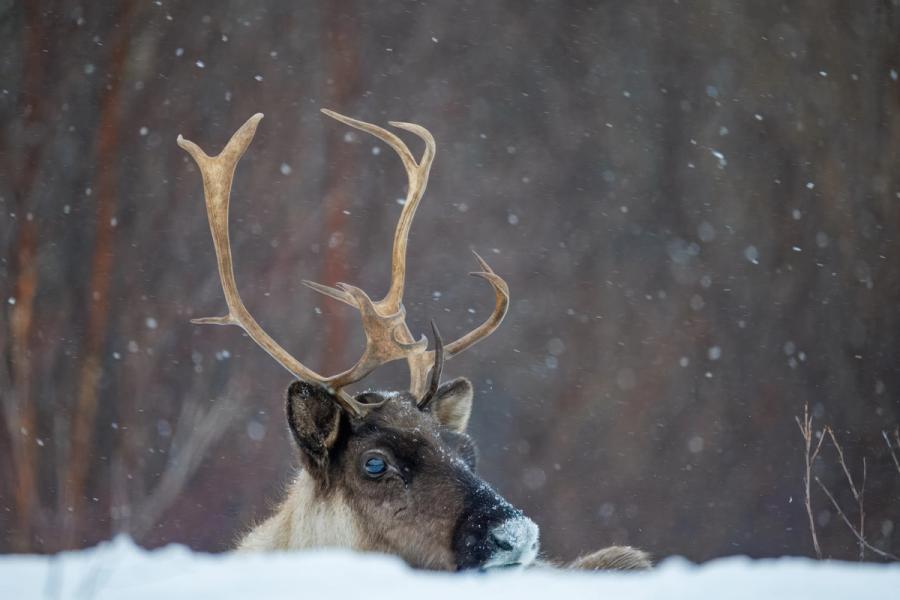 Rentier im Schneefall