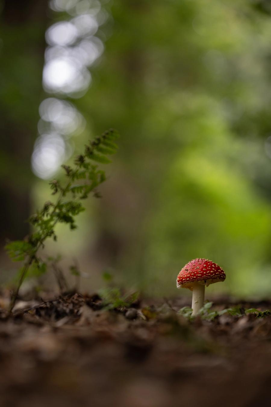 Fliegenpilz im Waldlicht