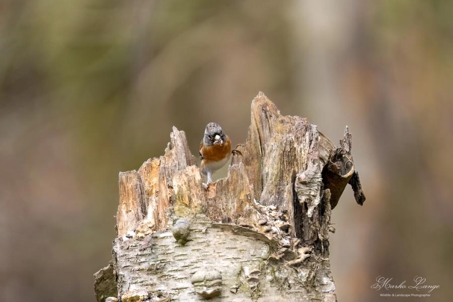 Bergfink auf dem Birkenstumpf