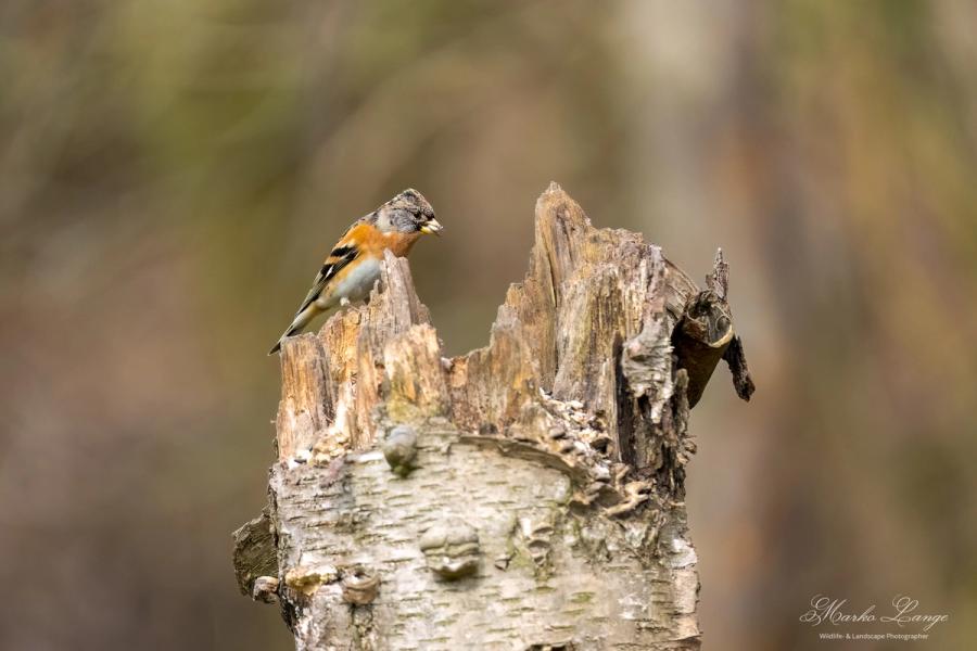 Bergfink mit oranger Brust