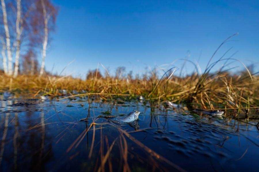 Moorfrosch im Birkenmoor
