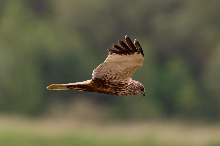 Rohrweihe im Flug