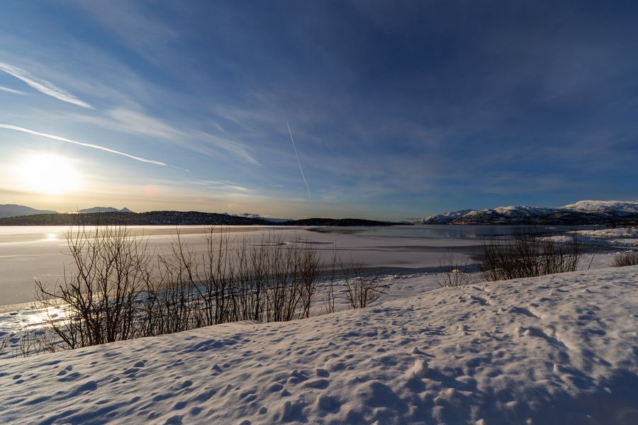 Schilf am gefrorenen Ufer