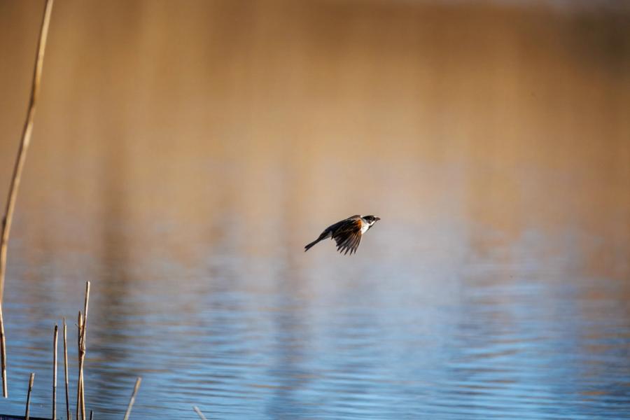 Rohrammer im freien Flug