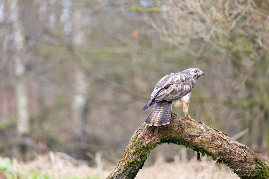 Mäusebussard im Frühlingswald
