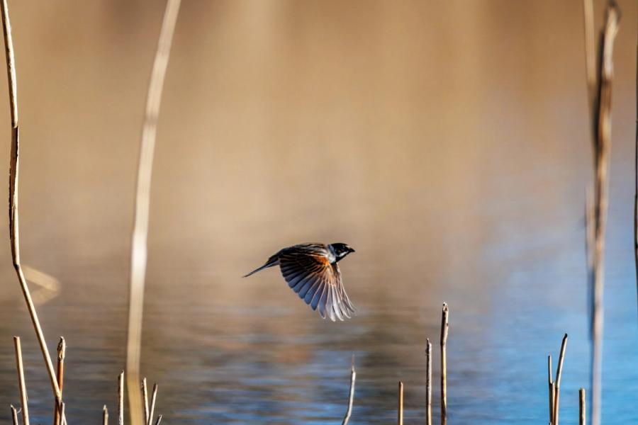 Rohrammer fliegt durchs Schilf