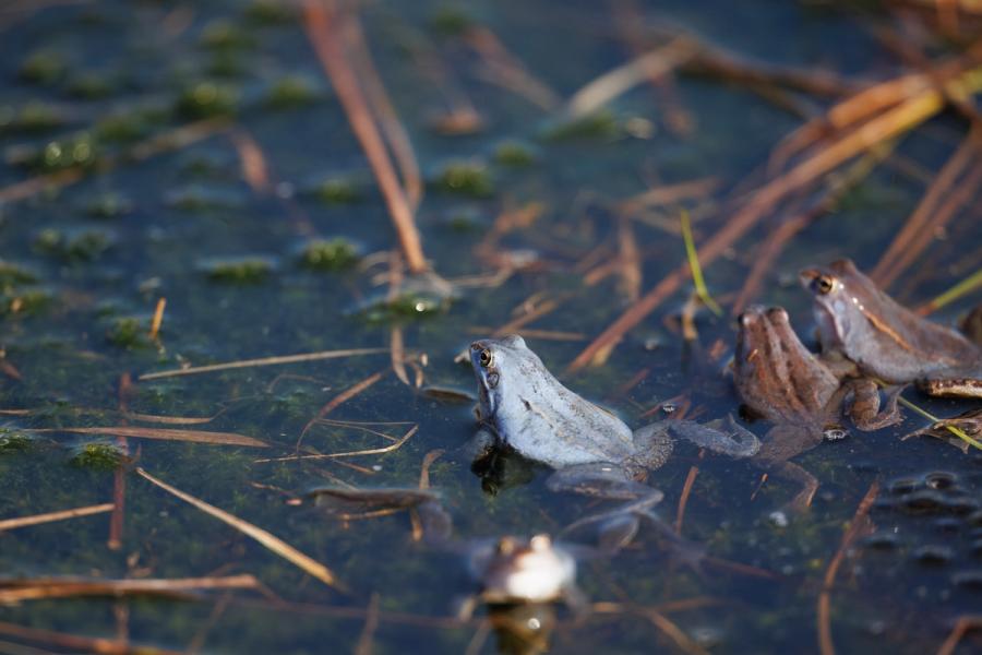 Moorfrösche im flachen Wasser