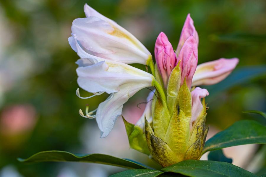 Rhododendronblüte