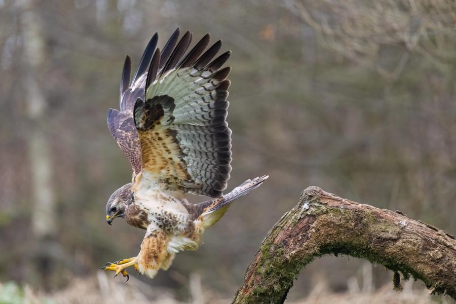 Mäusebussard im Anflug