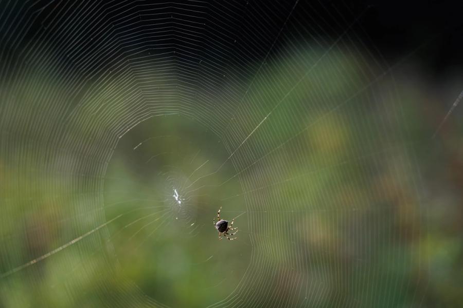 Spinne im weiten Netz