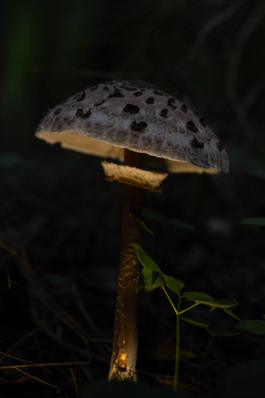 Riesenschirmling im Dunkeln