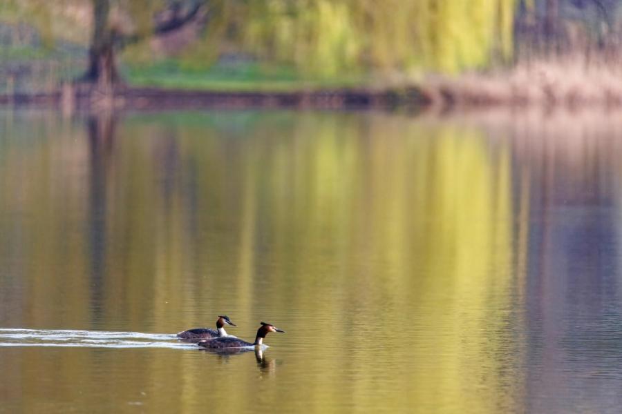 Haubentaucher am Ufer