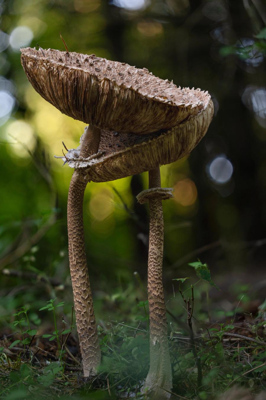 Zwei Parasole im Waldlicht