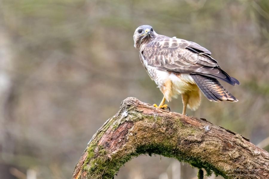 Mäusebussard blickt zur Kamera