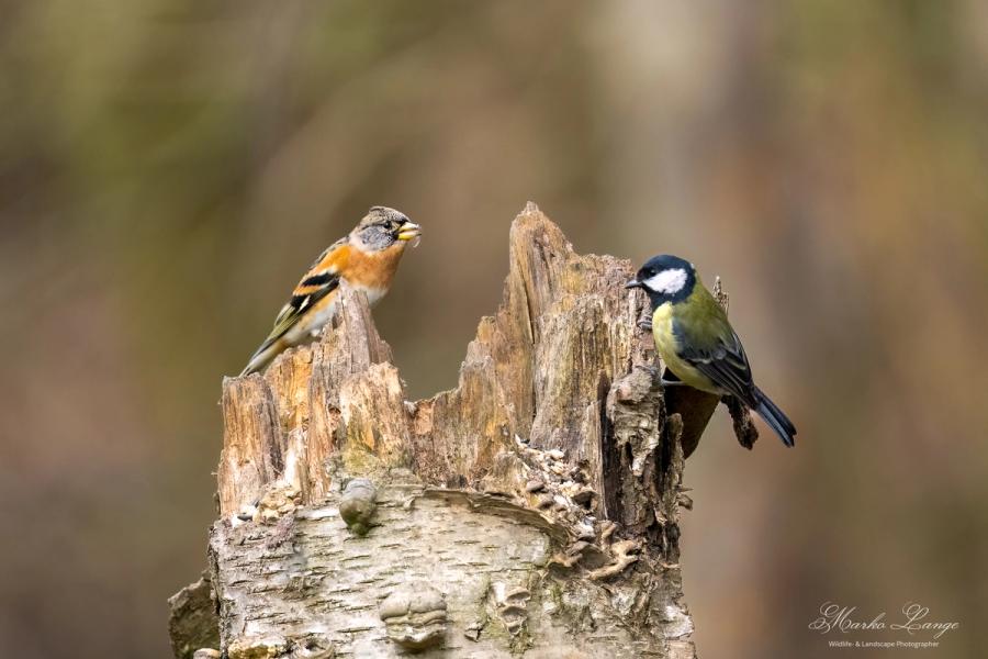 Bergfink und Kohlmeise