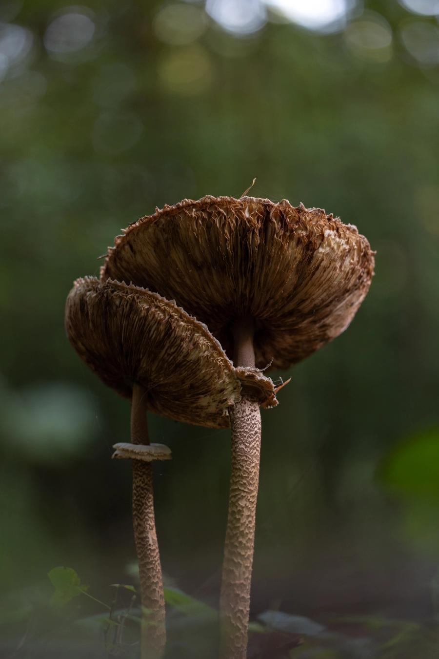 Parasole aus der Froschperspektive