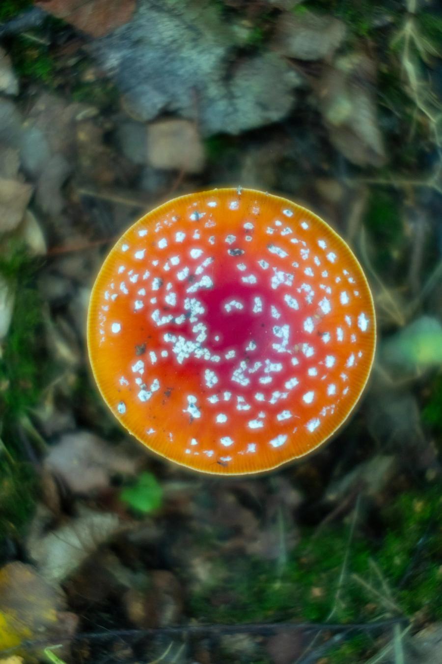 Fliegenpilz von oben