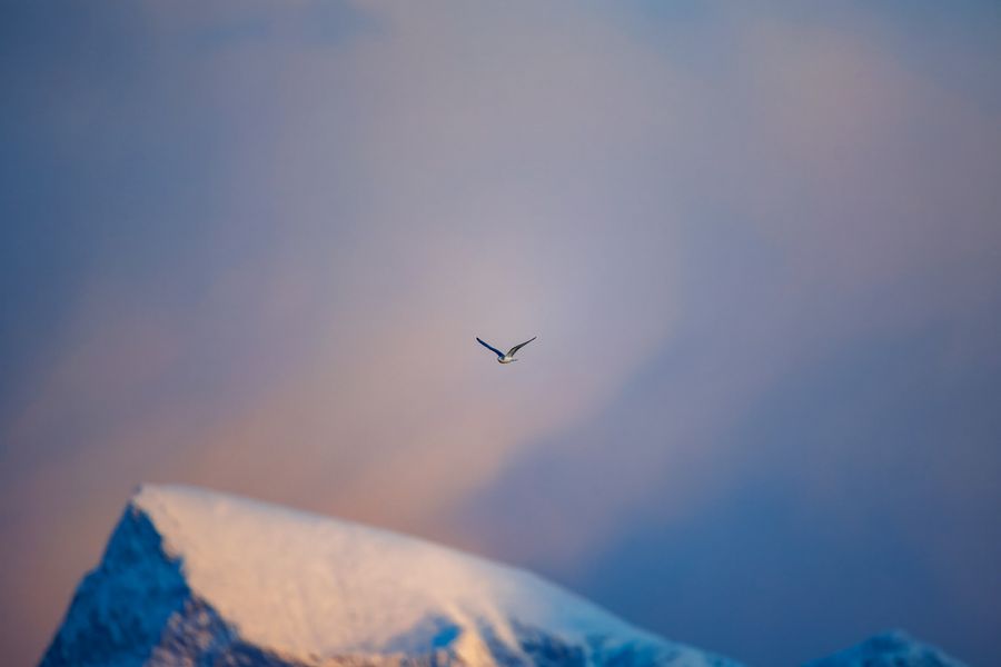 Möwe über dem Bergkamm