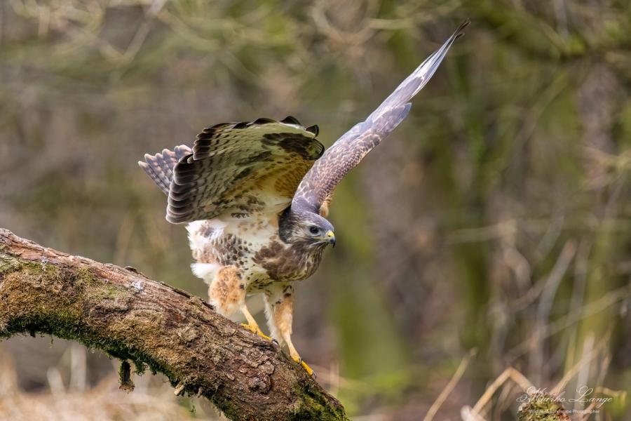 Mäusebussard beim Abflug