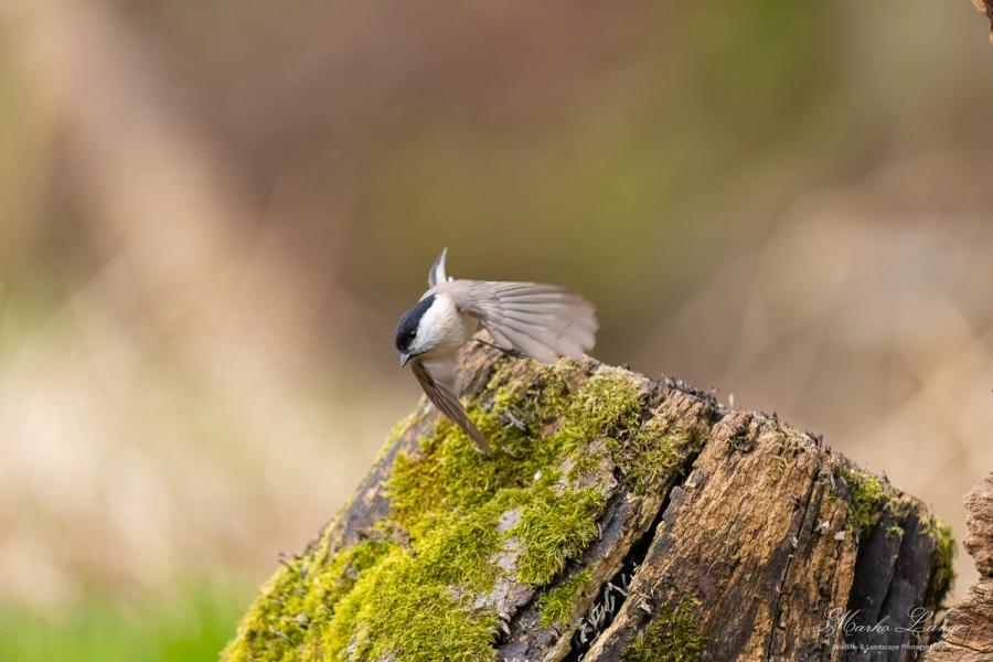 Sumpfmeise beim Abflug