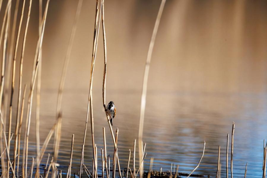 Rohrammer vor blauem Wasser