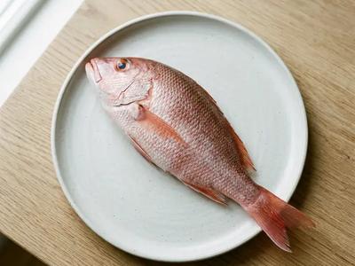 Snapper