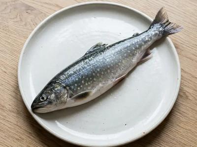 Char (Arctic char)