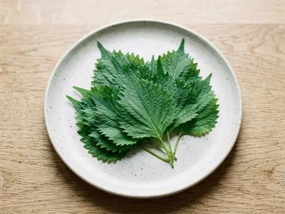 Shiso (Perilla)