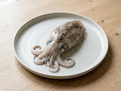 Cuttlefish