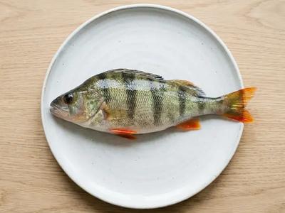 Perch