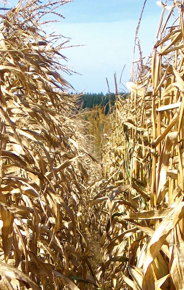 An agricultural company benefits from a biometric attendance system too