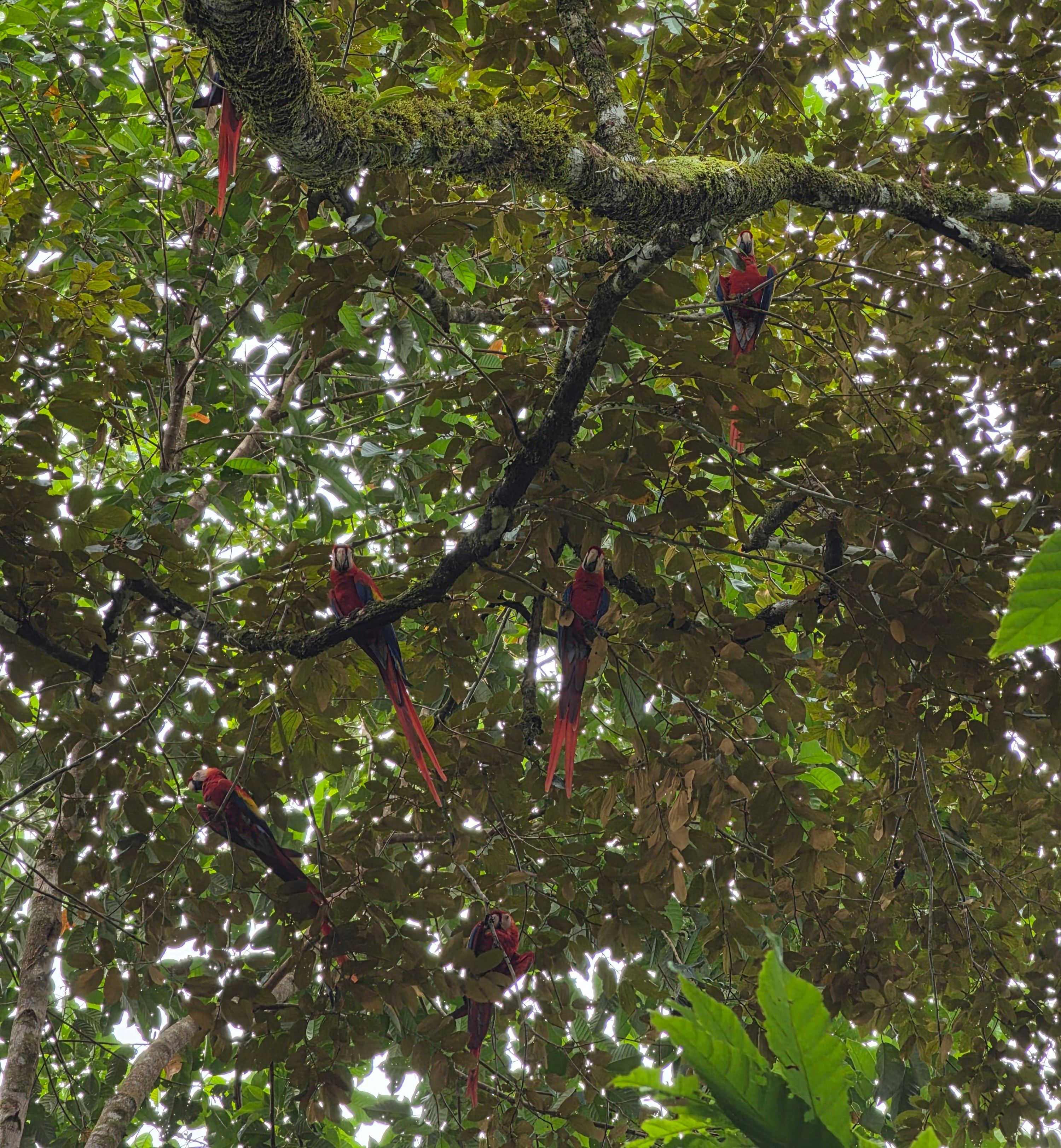 Macaws resting above the studio