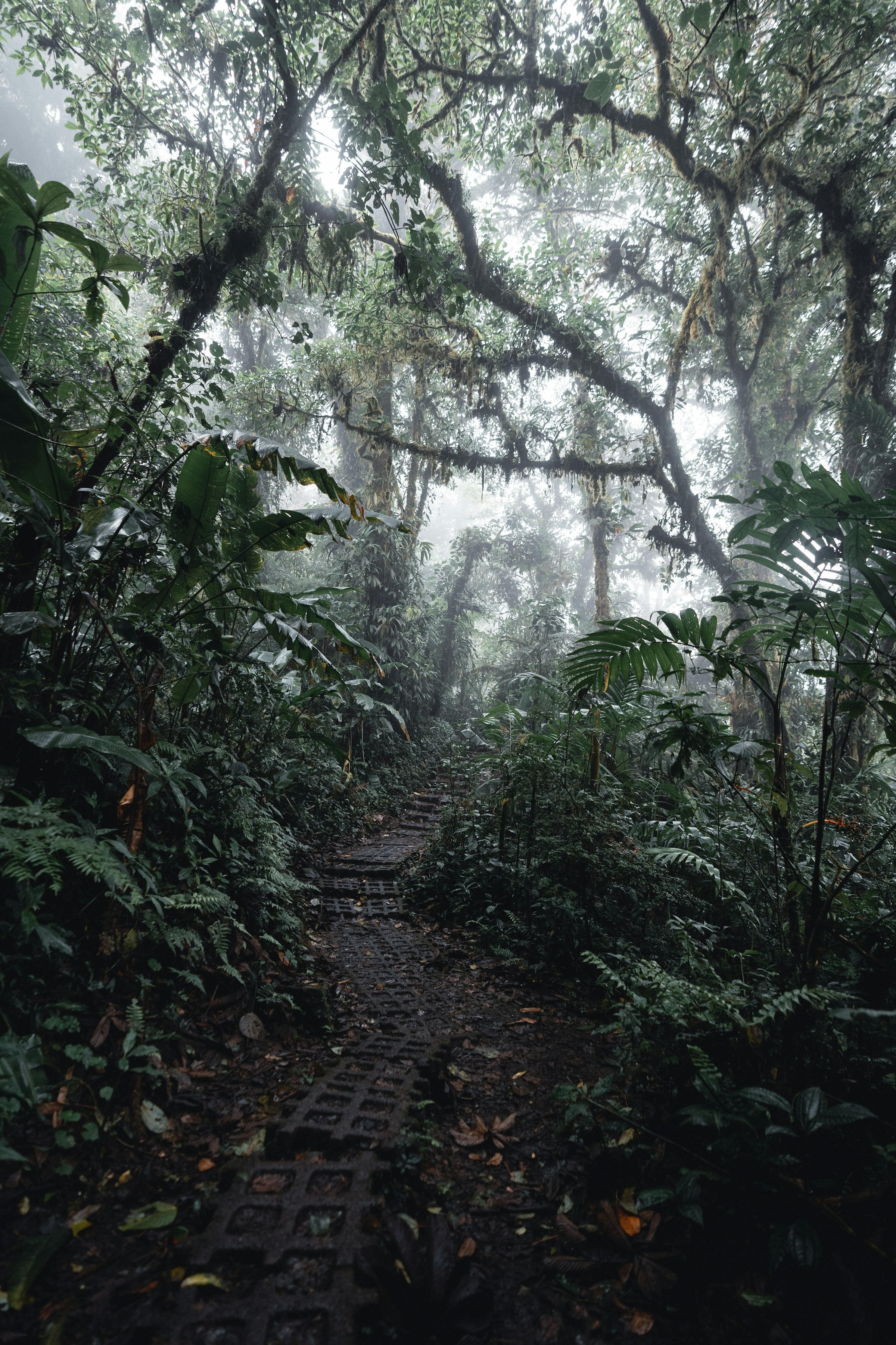 Cloud forest in the Costa Rica