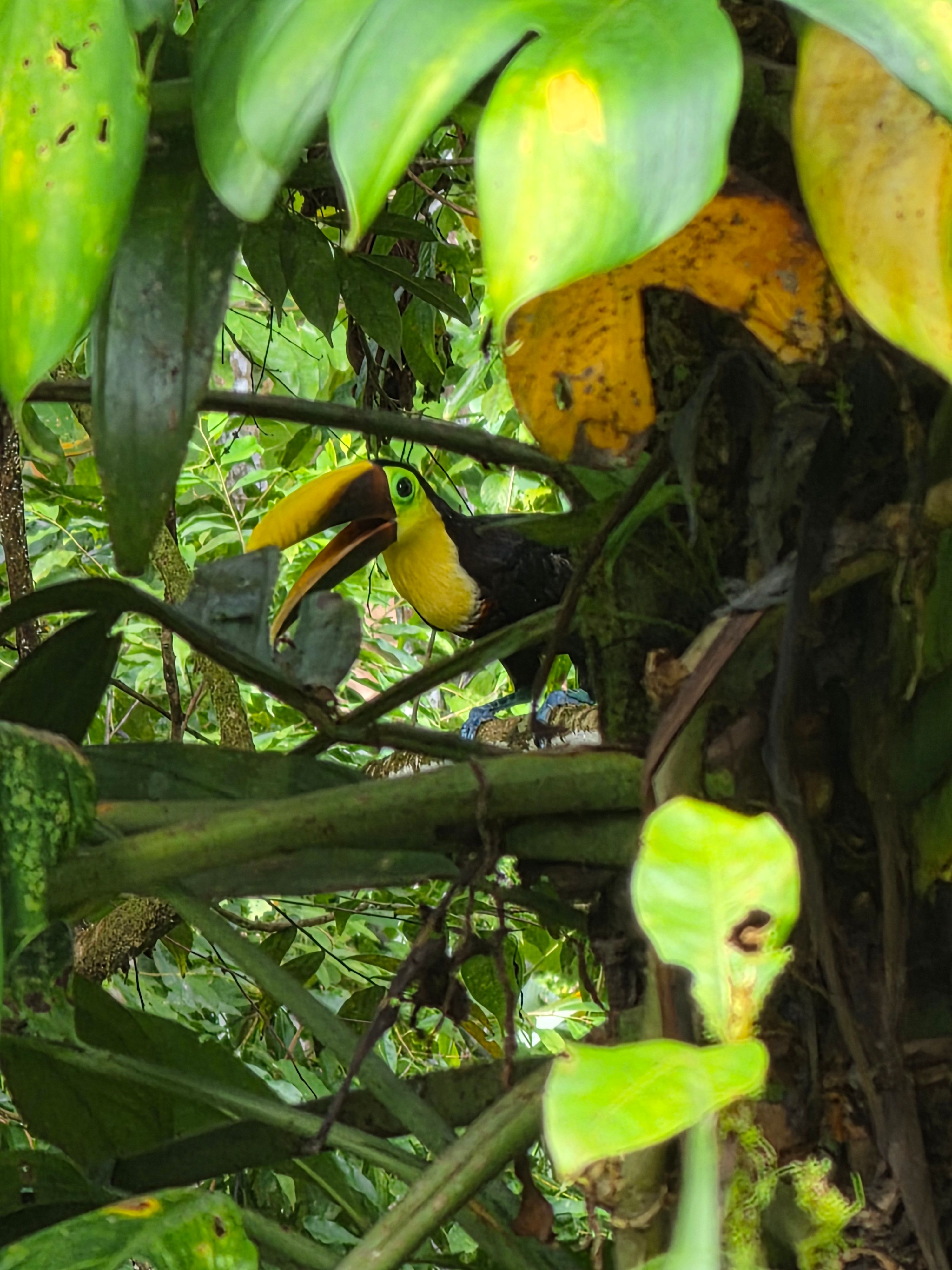 Toucans visiting the garden 