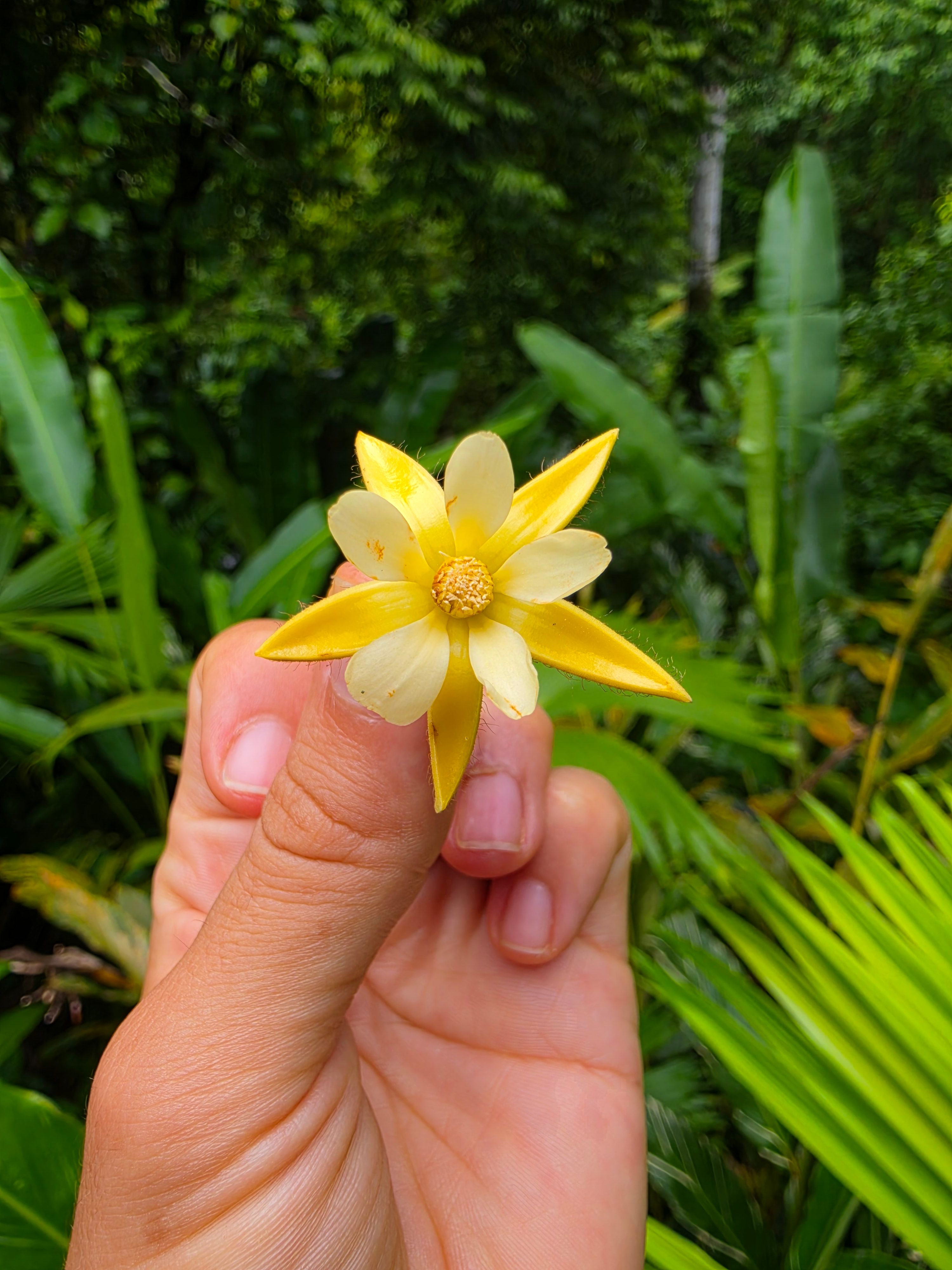 Monkey brush flower 