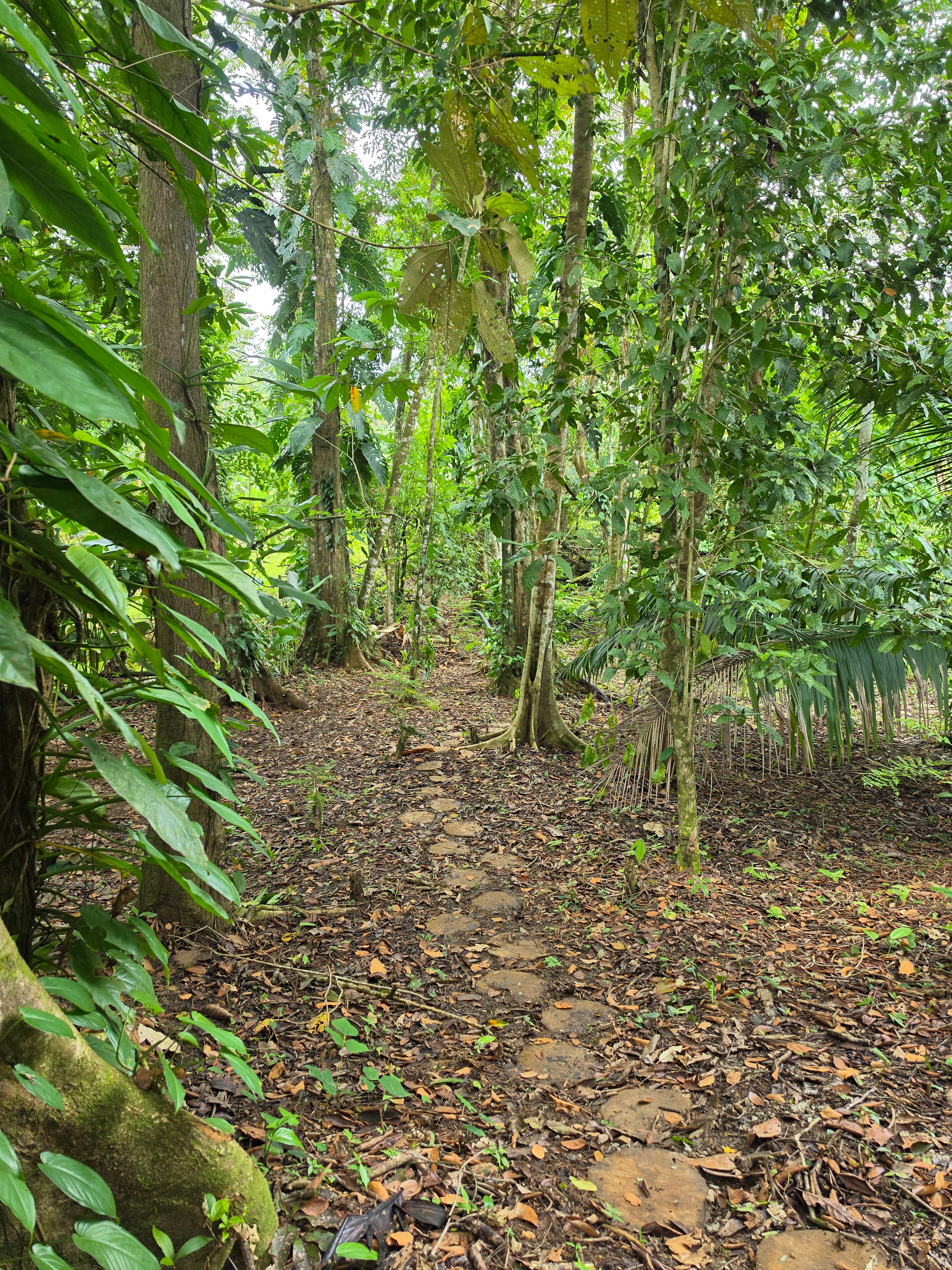 Wooden path in the Costa Rican rainforest