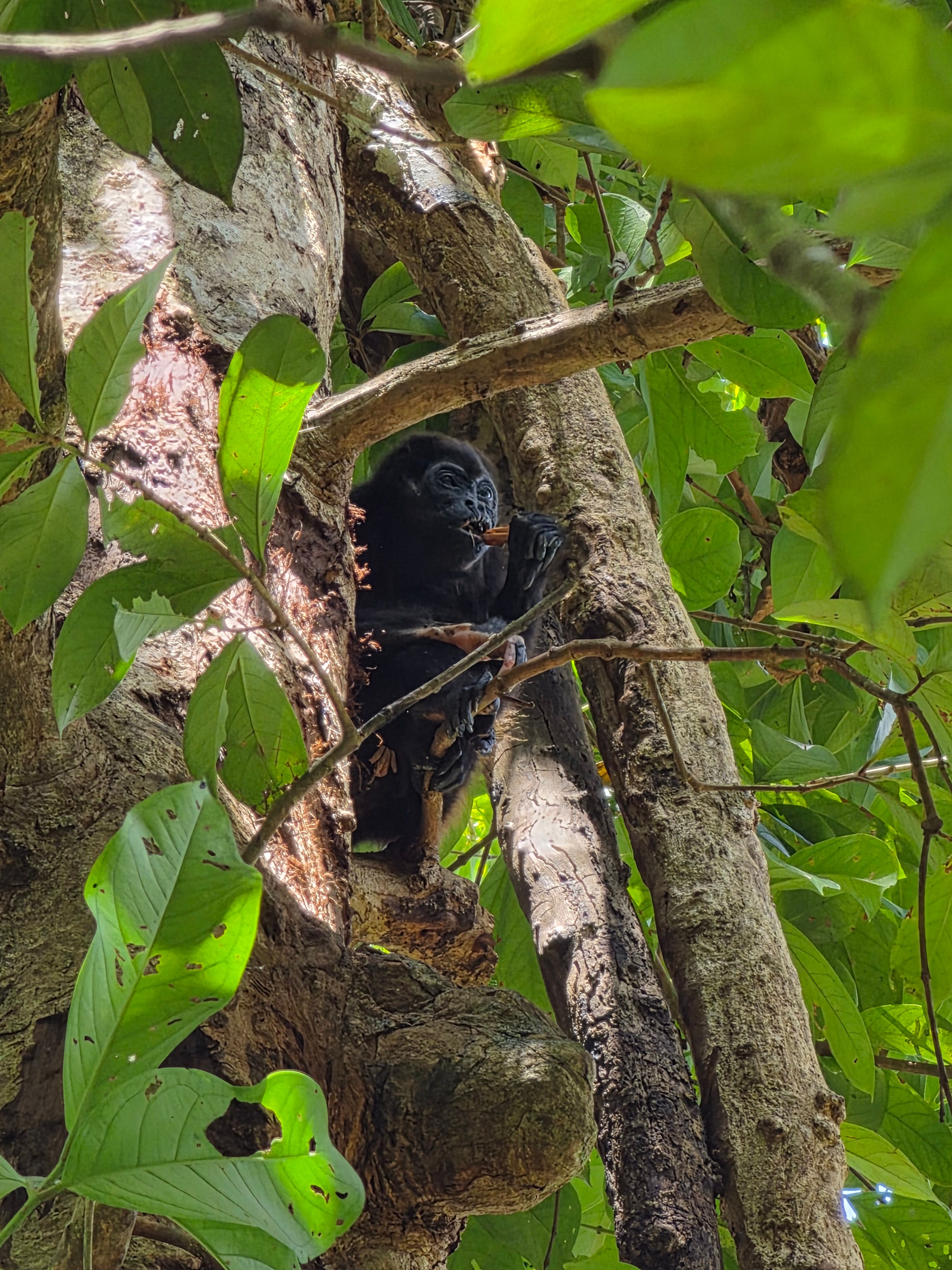 Howler monkey having lunch in the garden 