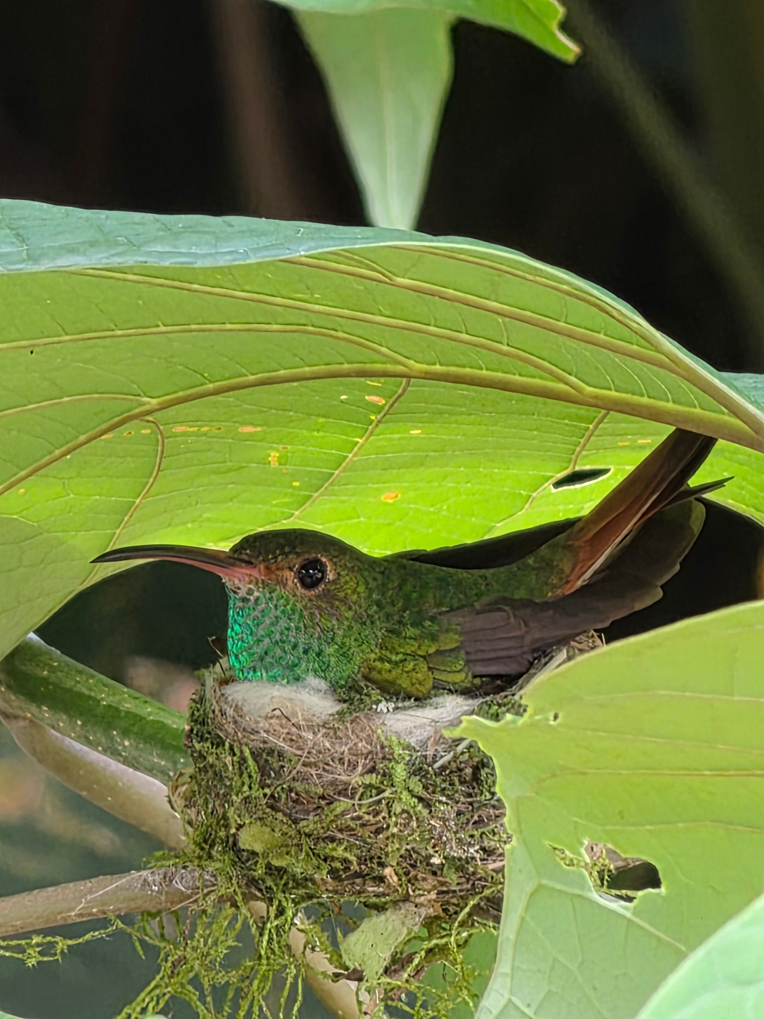 Hummingbirds in the garden