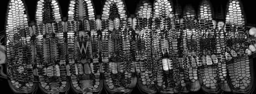 Corn Gets an MRI