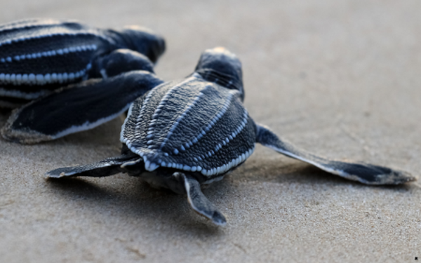 Turtle Conservation Experience