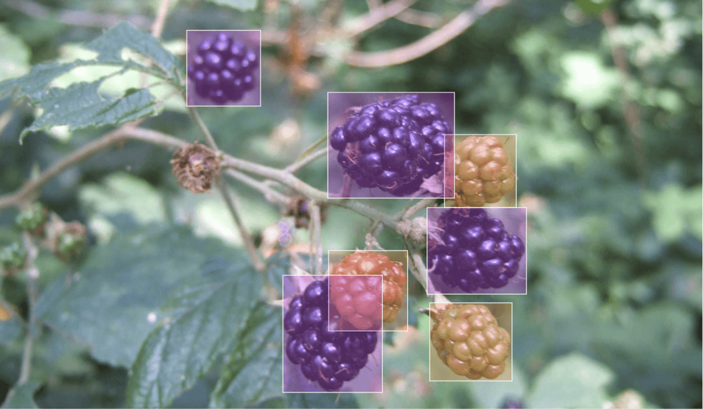 image annotation