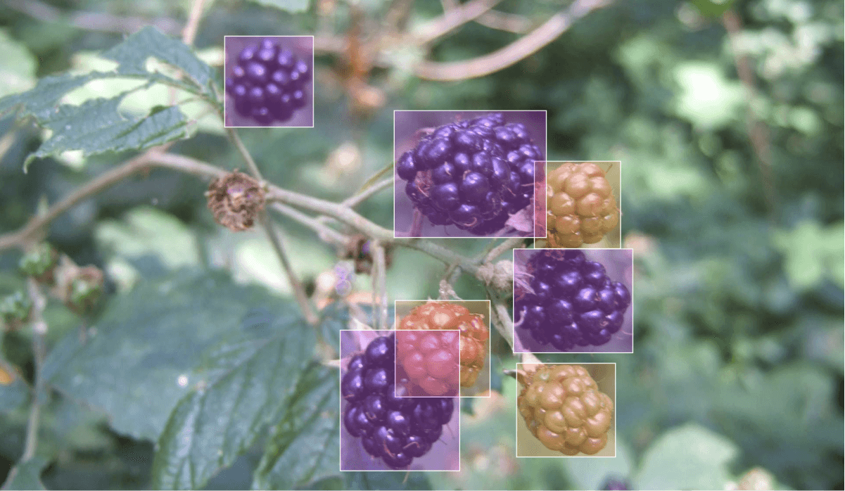 image annotation