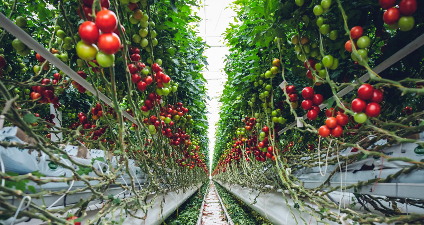 image annotation in agriculture