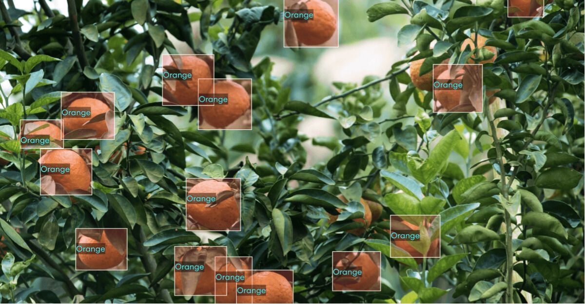 detecting oranges