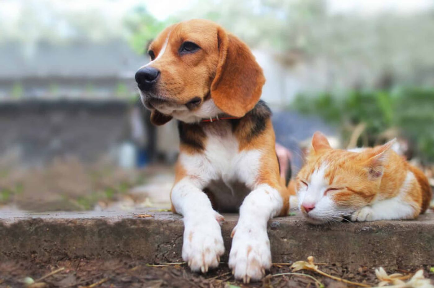dog and cat