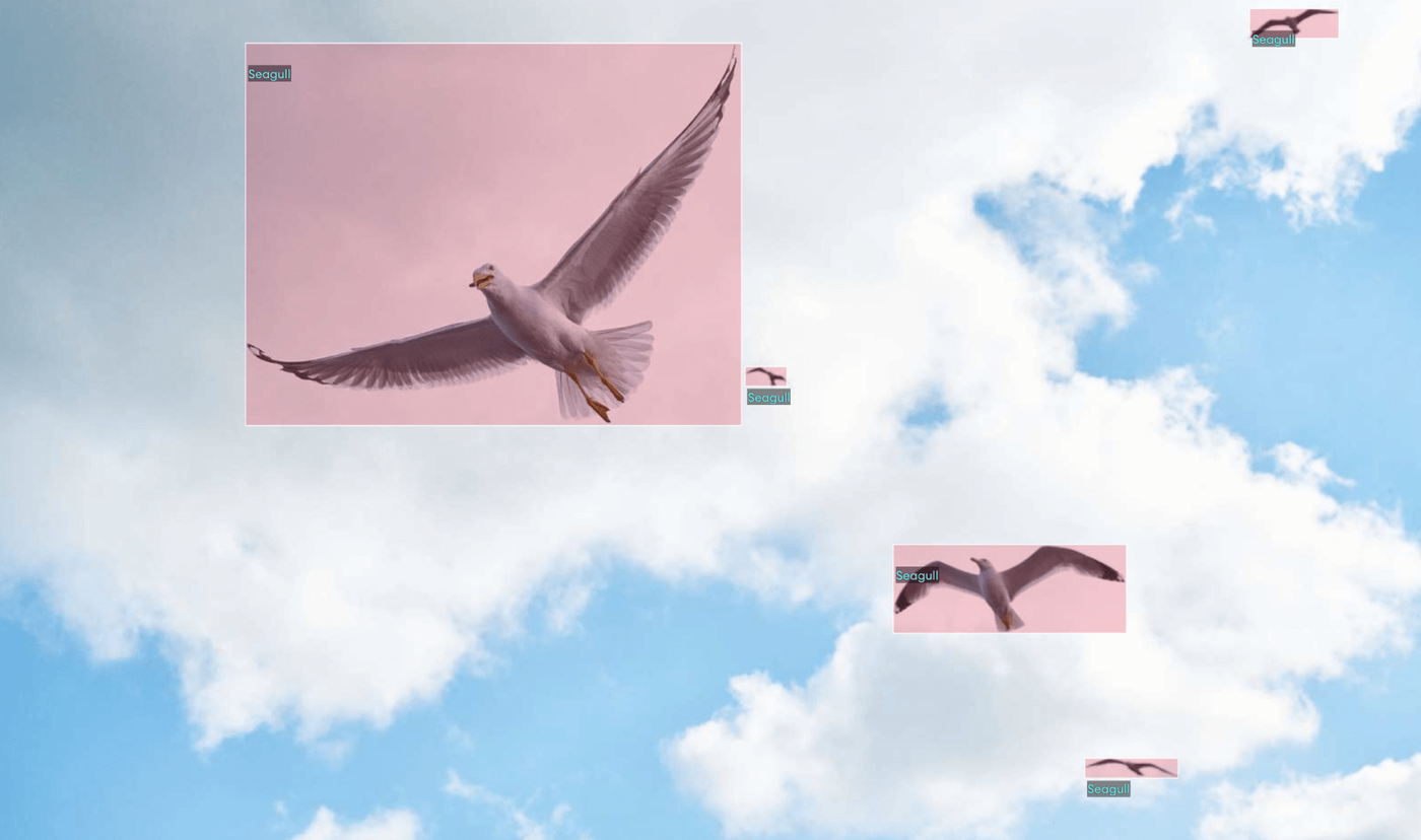 annotated seagulls