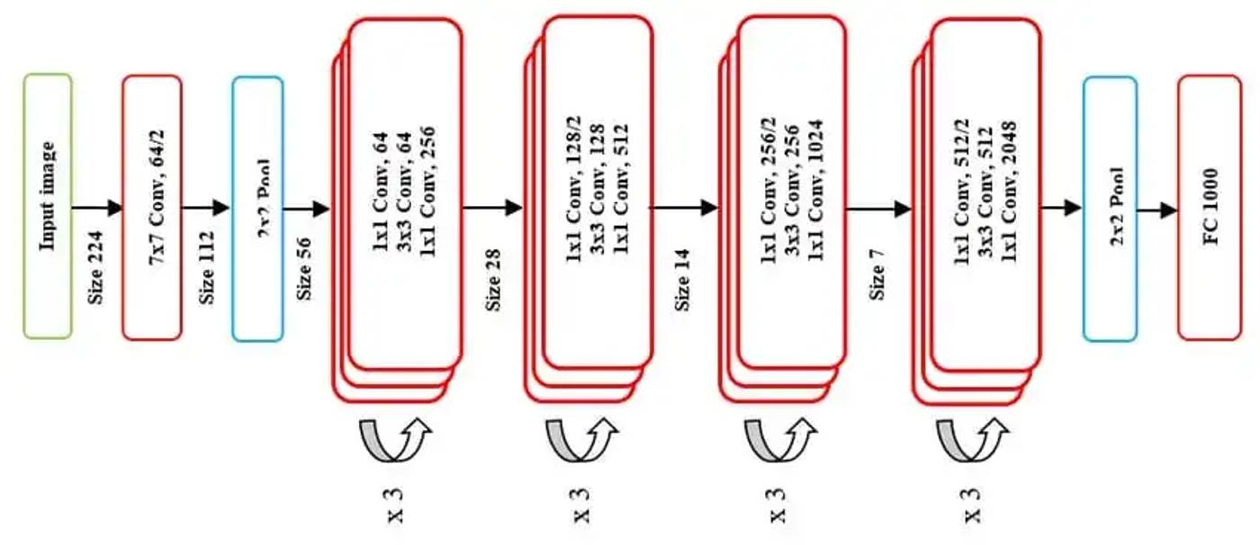 resnet50