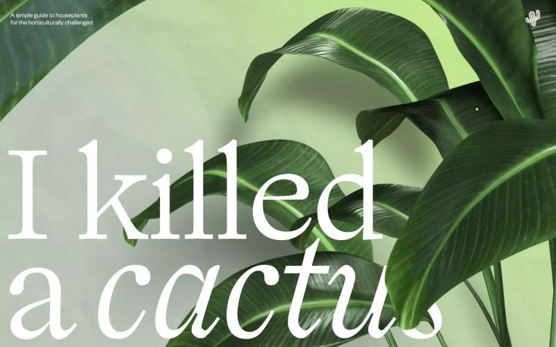 I Killed a Cactus
